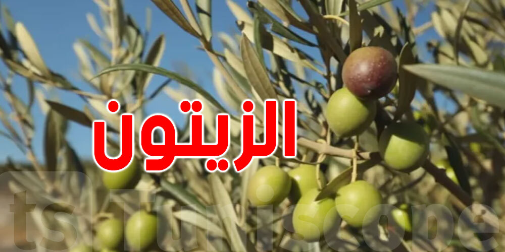 شنوّة حكاية مرض سلّ الزيتون في تونس؟